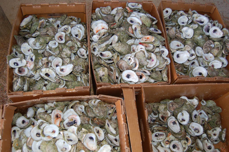 2018OysterRoast__0173